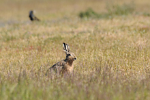 Hare och krÃ¥ka